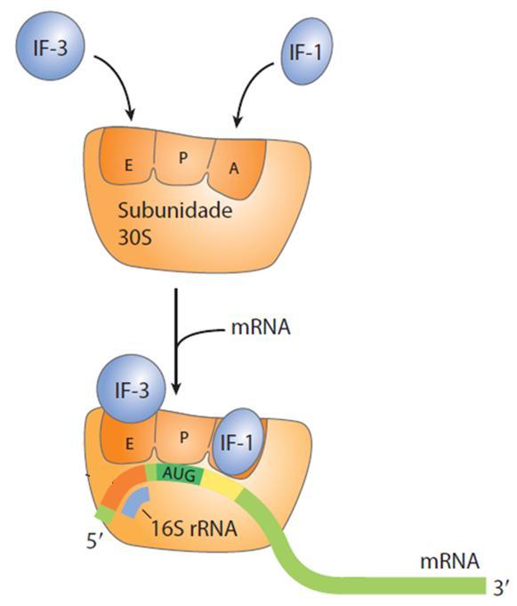 Fase de Iniciação-1 Subunidade 30S liga IF-1 e IF-3 e depois RNAm.