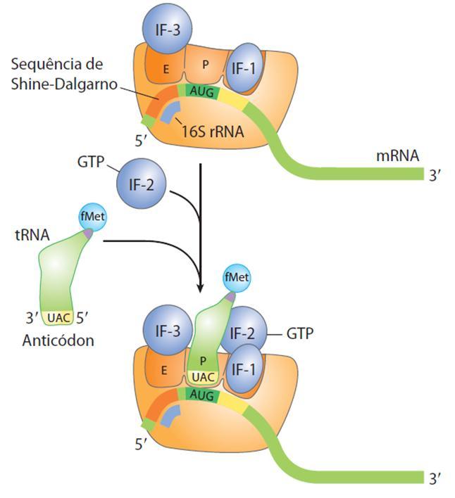 Fase de Iniciação-2 IF-2 facilita a ligação do fmet-rnat à subunidade 30S do ribossomo.