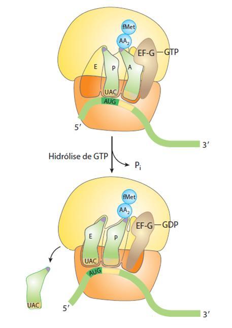 Fase de Alongamento-5 O RNAt de iniciação (UAC), agora descarregado, dissocia-se