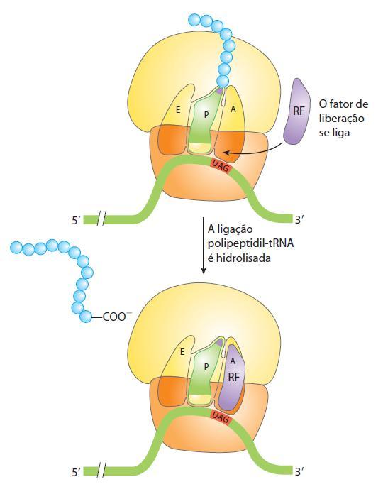 Fase de Terminação-1 Um sinal de parada (UAG, UGA ou UAA) é necessário para a terminação da síntese de proteínas.
