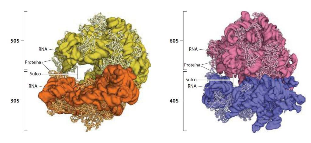Ribossomos 70S e 80S (imagens em alta resolução) A síntese proteica ocorre