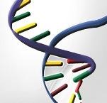 Por que seleção genômica no melhoramento animal?