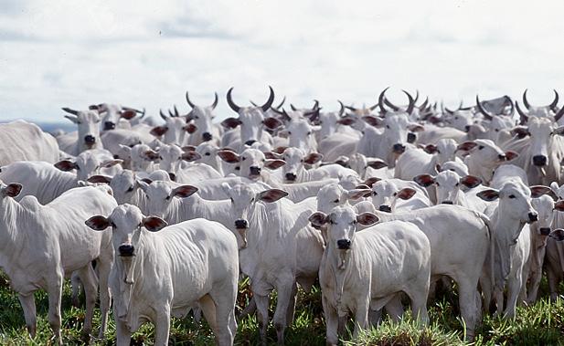 Características mais beneficiadas pelo uso de SAM Defeitos genéticos determinados por poucos pares de genes; Qualidade de carcaça e da carne, Fertilidade e eficiência