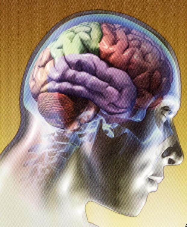 A O Cérebro é denominado classicamente de Mar da Medula, estando relacionado de maneira bastante