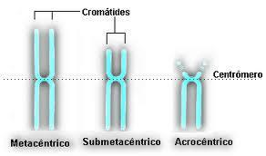 TIPOS DE CROMOSSOMOS QUE