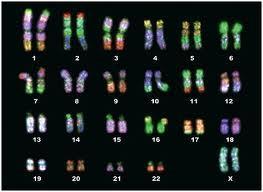 Para o estudo do cariótipo humano, os cromossomos são organizados de acordo com a posição do centrômero e numerados por ordem de tamanho, de 1 (o maior) a 22 (o menor).