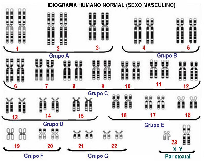 Podemos agrupar os cromossomos parecidos em 7 grupos, em ordem decrescente de tamanho: grupo A 1, 2 e 3