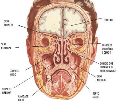 Narinas e fossas nasais - Entrada e saída de ar do organismo -