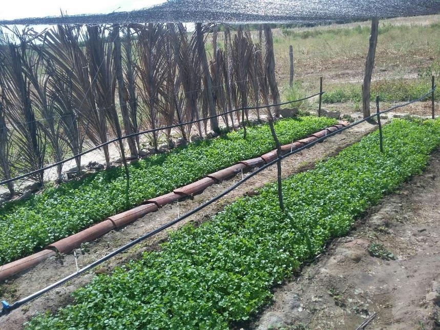 Figura 2 - Canteiros instalados na comunidade Aroeiras, Iguatu-CE Para dar início a implantação do projeto foram realizados dias de campo que consistiram em trabalhar com o grupo de produtores nas