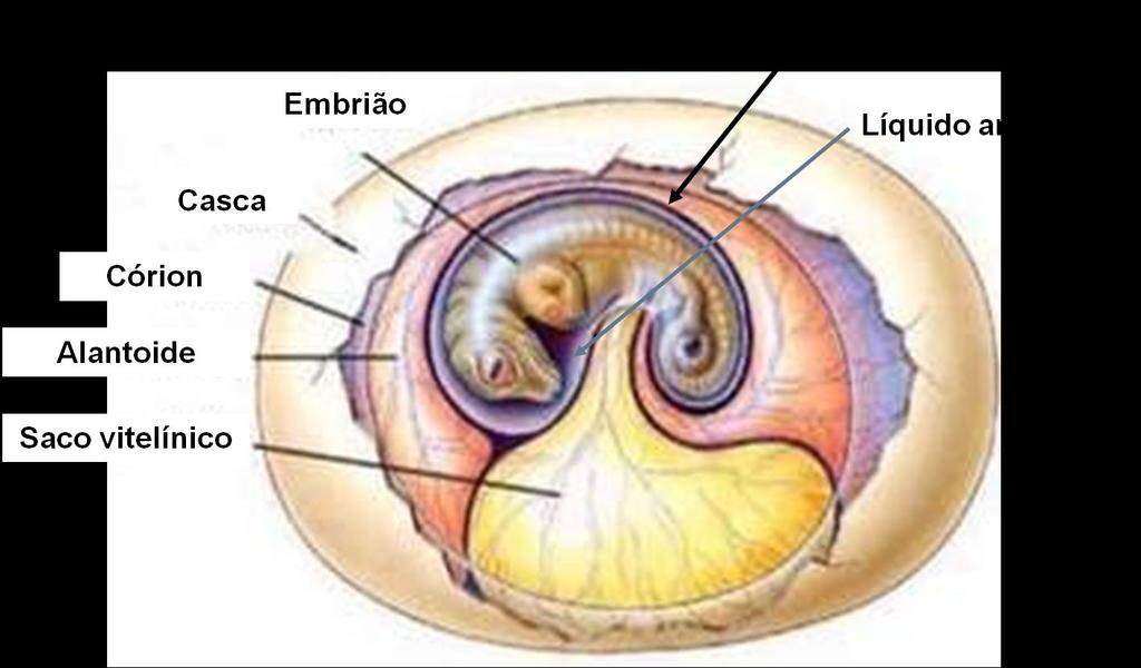 O âmnion (bolsa de água), protege o embrião da desidratação.