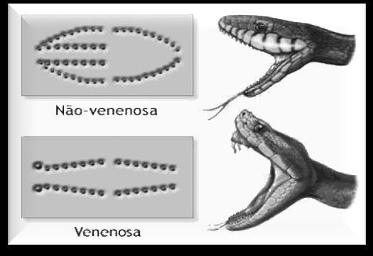 Não peçonhentas Cabeça estreita e alongada e sem fosseta loreal.