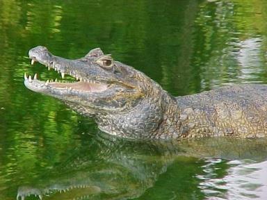 Estão representados pelo jacaré, pelo crocodilo e pelo gavial (Índia).