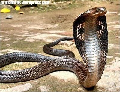 AS NAJAS A naja da Índia é a serpente que mata mais seres humanos no mundo, cerca de100.