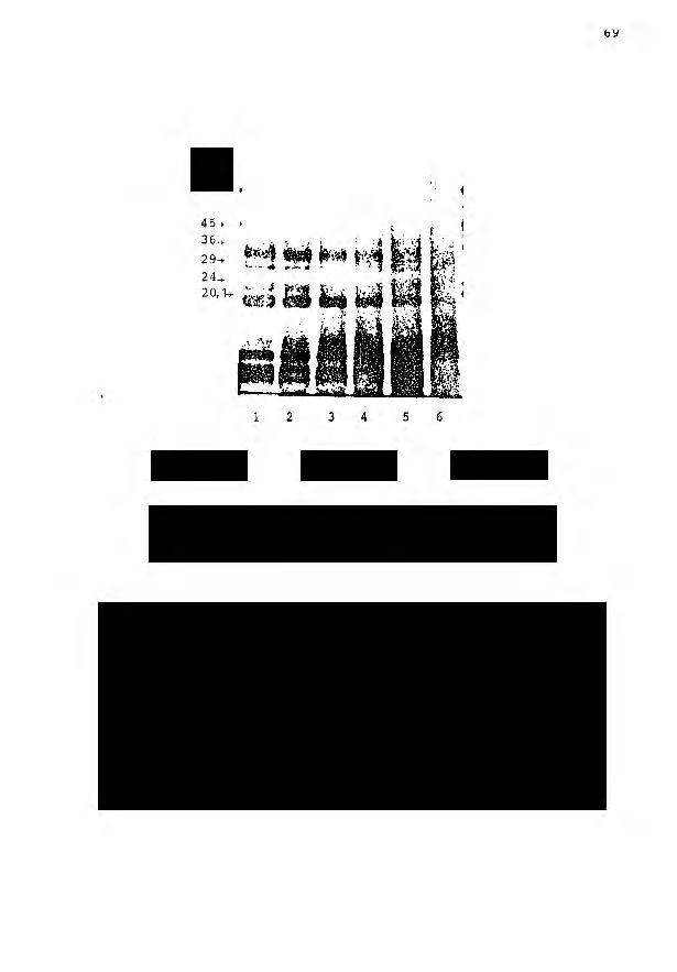 (KDa) 66-^ (1) Nativo (4) 2000 Gy (2) 500 Gy (5) 3000 Gy (3) 1000 Gy (6) 4000 Gy FIGURA 10: ELETROFORESE EM GEL DE