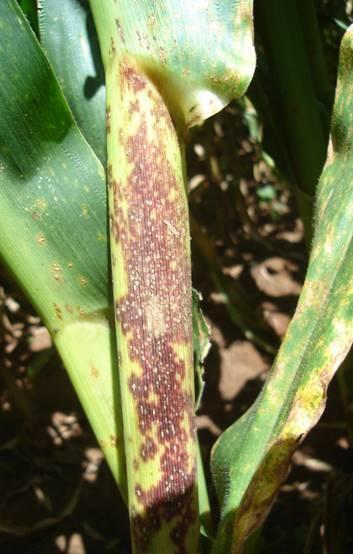 teliossoros são raros, aparecendo em círculos ao redor das pústulas urediniais, com 0,2 a 0,5 mm de diâmetro, de cor marrom chocolate a preta.