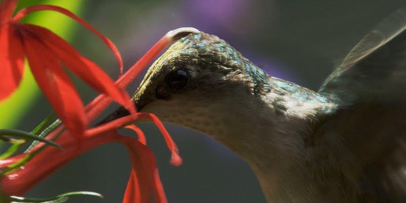 Fotos: internet CARACTERÍSTICAS Flores com morfologia mais complexa.