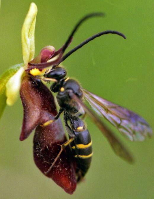 Diversas características que atraem os animais: cores Vespa e Orquídea do gênero