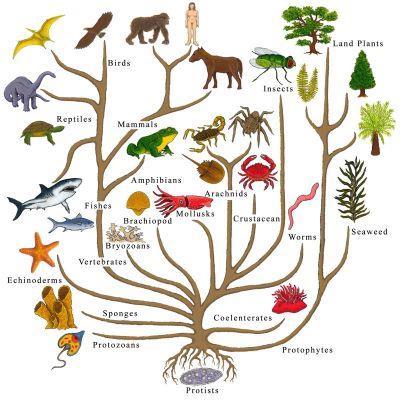 2) HOMOLOGIAS Homologia é estritamente definida como uma hipótese de origem evolucionária comum