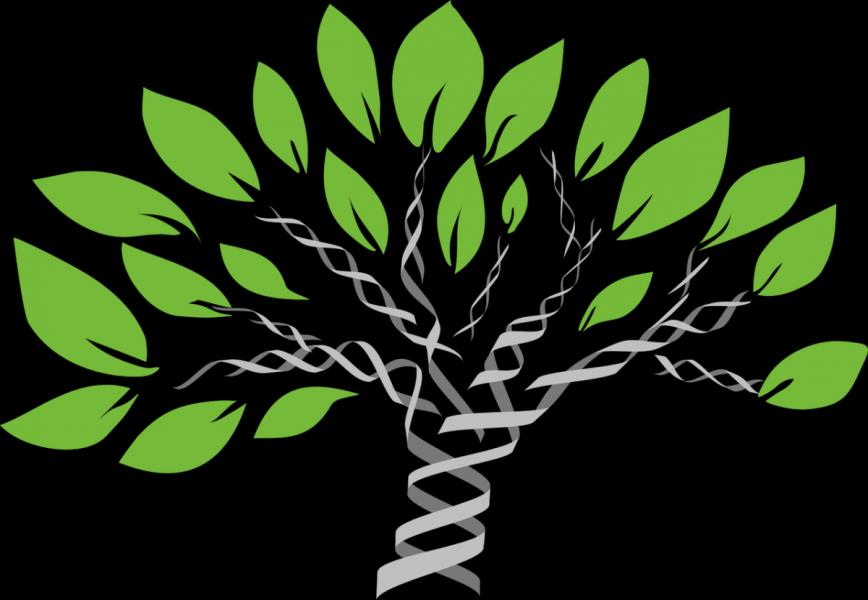 Árvores de genes discordantes Duplicação gênica