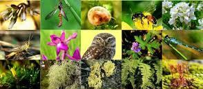 Sistemática é ciência que classifica a BIODIVERSIDADE e estuda as relações evolutivas entre os organismos Taxonomia (ciência da descoberta,