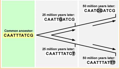 RELOGIO MOLECULAR Quanto mais similar o DNA, menor o tempo de separação entre duas