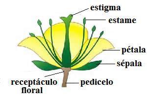 Sistema de classificação APG IV É a quarta versão do moderno sistema de classificação das plantas com flor (angiospermas) Baseado em estudos de filogenia