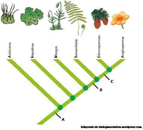 Cladograma: Árvore Filogenética sem