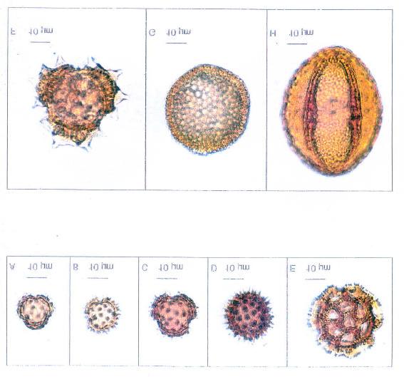 Figura 20 - A-F: grãos de pólen de Asteraceae; A e B - Eupatoriae; C - Astereae; Heliantheae; E -