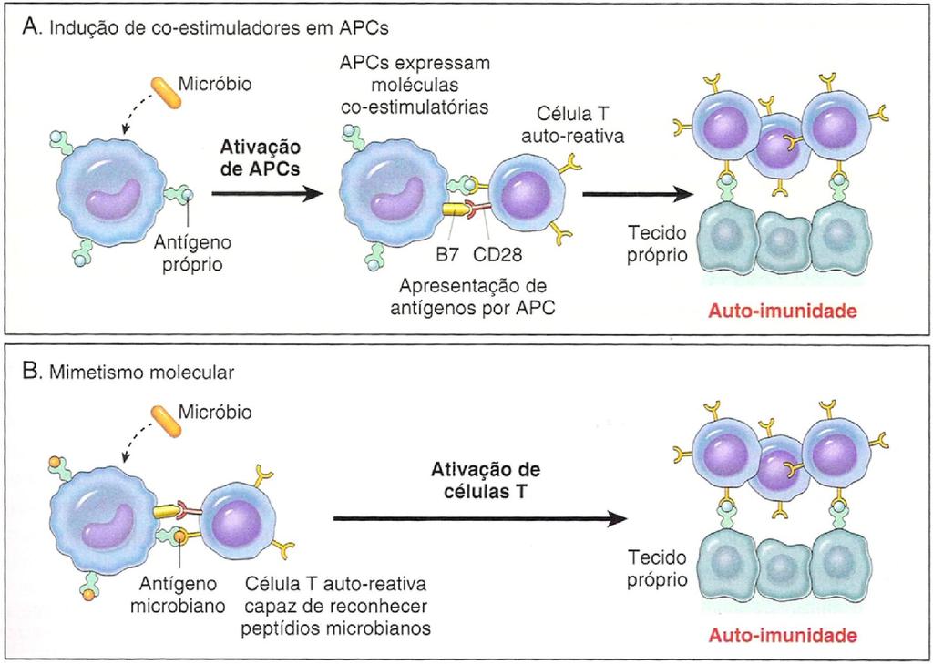 outros mecanismos de tolerância periférica, como a acção dos linfócitos T reguladores e a morte celular induzida pela activação linfocitária através do sistema Fas-FasL, podem ser outros mecanismos