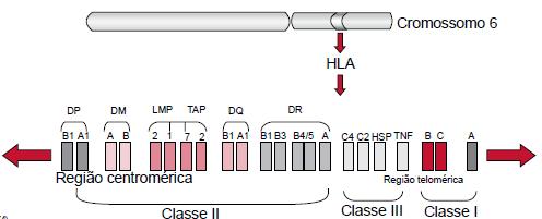 Introdução Susceptibilidade genética dependendo do grau de homozigose ou heterozigose, um indivíduo pode apresentar na superfície de suas APCs entre 10 e 20 diferentes moléculas de classe II.