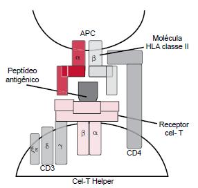Introdução Susceptibilidade genética Figura 2 - Interação do complexo da molécula HLA de classe II com o peptídeo antigênico e o TLR 19.