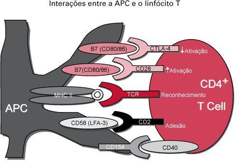Introdução Susceptibilidade genética APC. Para continuar a ativação é necessário um segundo sinal estimulador, representado pela interação do CD28 com seus ligantes B7.1 (CD80) e B7.2 (CD86).