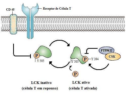 Introdução Susceptibilidade genética A substituição de citosina por timina na posição 1858 (C1858T; rs2476601) no gene PTPN22 resulta na substituição de uma arginina altamente conservada por um