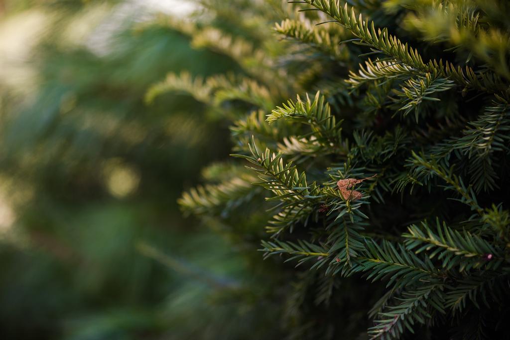 19 SUSTENTABILIDADE, A NATUREZA OFERECE OS SEUS RECURSOS, NÓS PROCURAMOS PRESERVÁ-LOS SUSTAINABILITY, NATURE OFFERS ITS RESOURCES, WE TRY TO PRESERVE THEM Jardins projetados com vegetação, incluindo