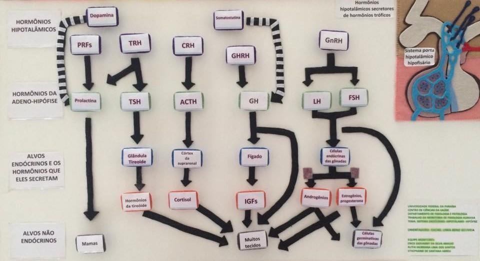 Figura 1: Maquete sobre Fisiologia Endócrina - Hormônios do Sistema Hipotálamo-Hipófise.