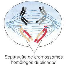 Anáfase I Migração de cada componente do par de homólogos, para um dos pólos da célula; Não ocorre a