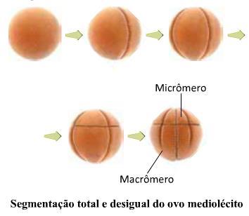 2. Ovos heterolécitos e segmentação holoblástica desigual Quantidade mediana de vitelo, distribuído de forma irregular.
