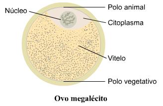 3. Ovos telolécitos e segmentação meroblástica discoidal