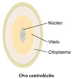 4. Ovos centrolécitos e segmentação meroblástica superficial Ovo típico de