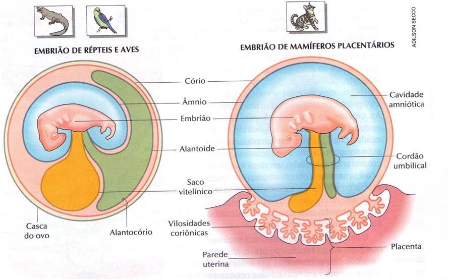 4. Cório ou serosa Oferece proteção ao embrião e aos outros anexos embrionários. Encontrado em aves, répteis e mamíferos.