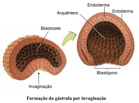 2. Gastrulação Os micrômeros irão se dividir com maior velocidade, forçando os macrômeros a se deslocarem para o interior da blastocele, iniciando um processo de invaginação.
