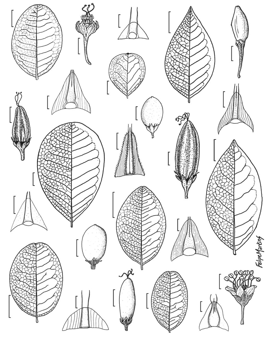 Erythroxylaceae do Ceará 897 a c b 0,5 mm d e g i r f h n l q p o m k j 3 mm Figura 6 a-c. Erythroxylum rimosum a. folha; b. estípula; c. flor longistila. d-f. E. rosuliferum d. folha; e. estípula; f.