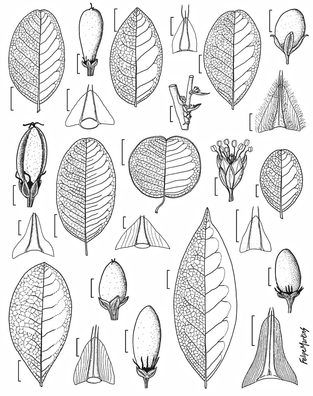 Erythroxylaceae do Ceará 887 3 mm c e i 3 mm a r q 5 mm p b o 4 mm d m n 3 mm f l g 5 mm 3 mm k j x h s t u v w Figura 4 a-c. Erythroxylum amplifolium a. folha; b. estípula; c. fruto. d-f. E. angelicae d.