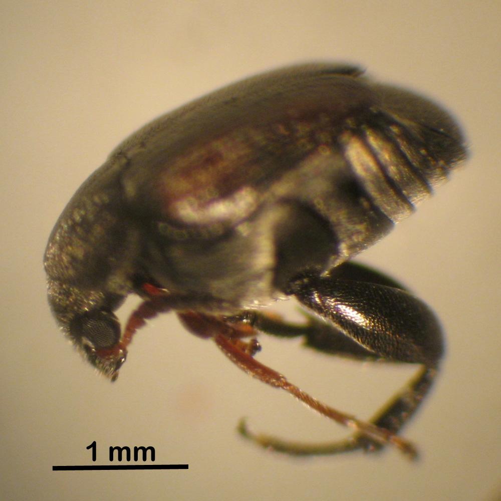 (2004) verificou para adultos de S. limbatus comprimento variando entre 1,6 e 2,7 mm e largura média de 1,5 mm. A Figura 7 ilustra um S.
