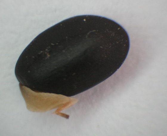 46 Figura 9 Semente de Acacia mearnsii (acácia-negra) sadia e predada por Stator limbatus, Minas do Leão-RS, 2005/2006. As larvas de S.