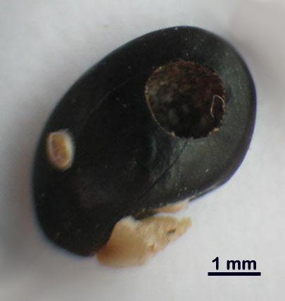 (2004), durante o desenvolvimento larval de Sennius bondari (Pic, 1929) (Coleoptera: Bruchidae) em sementes de Senna macranthera (Colladon) Irwin & Barneby.