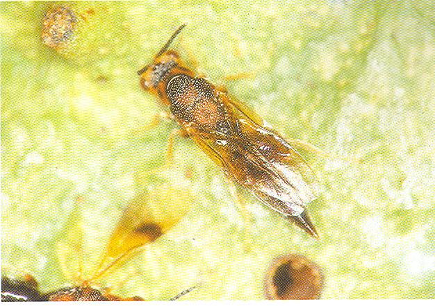 Manejo Integrado de Pragas na Cultura da Ata 15 Broca-da-semente (Bephratelloides maculicollis) Descrição do inseto/dano O adulto é uma vespa (Hymenoptera: Eurytomidae) de 6 mm a 9 mm de comprimento,