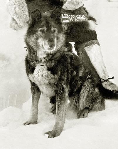 A Grande Raça da Misericórdia Em 1925, 20 mushers e 150 cães de trenó correram 674 milhas em 5,5 dias para trazer anticorpos