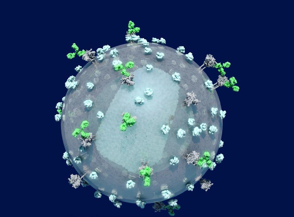 Como os anticorpos poderiam funcionar contra o VIH?