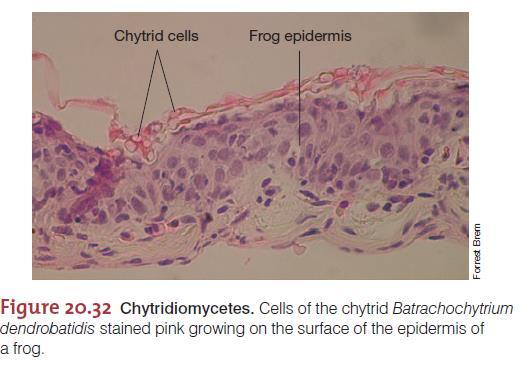 Quitridiomicetos Principais Gêneros: Allomyces de vida livre Batrachochytrium quitridiomicose em sapos Denominação refere-se